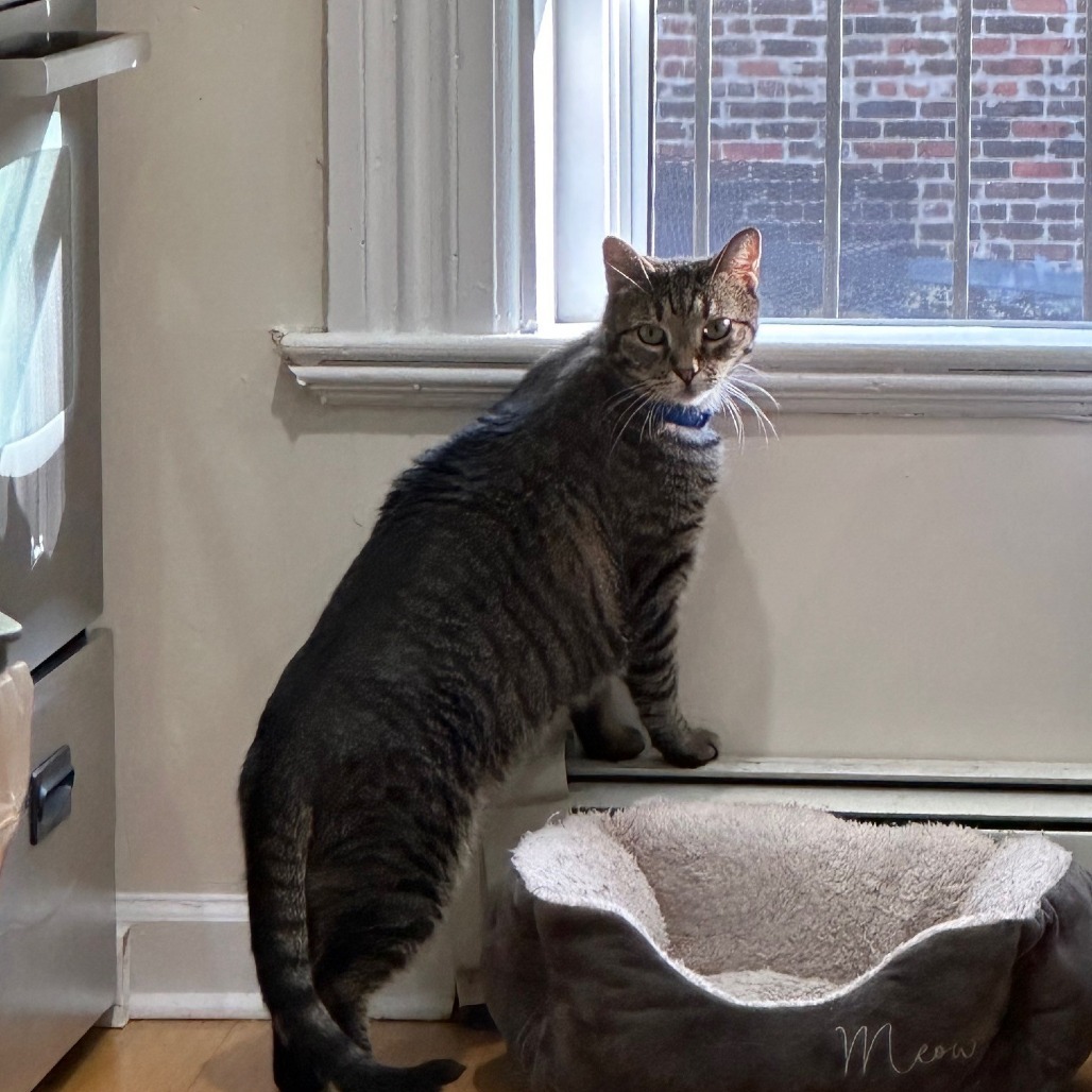Clover *Sponsored Adoption Fee*