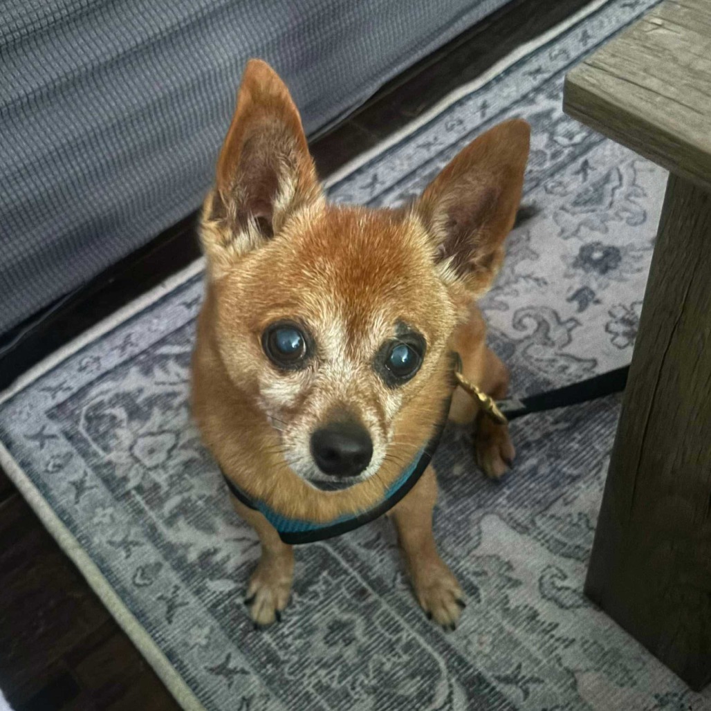 Zorro
