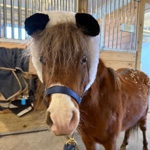 PUCK, Young Male Miniature Horse