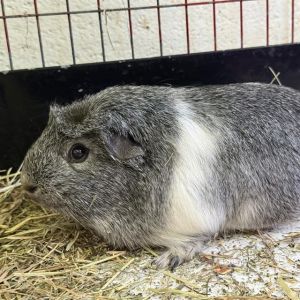 STORMI, Senior Female Guinea Pig