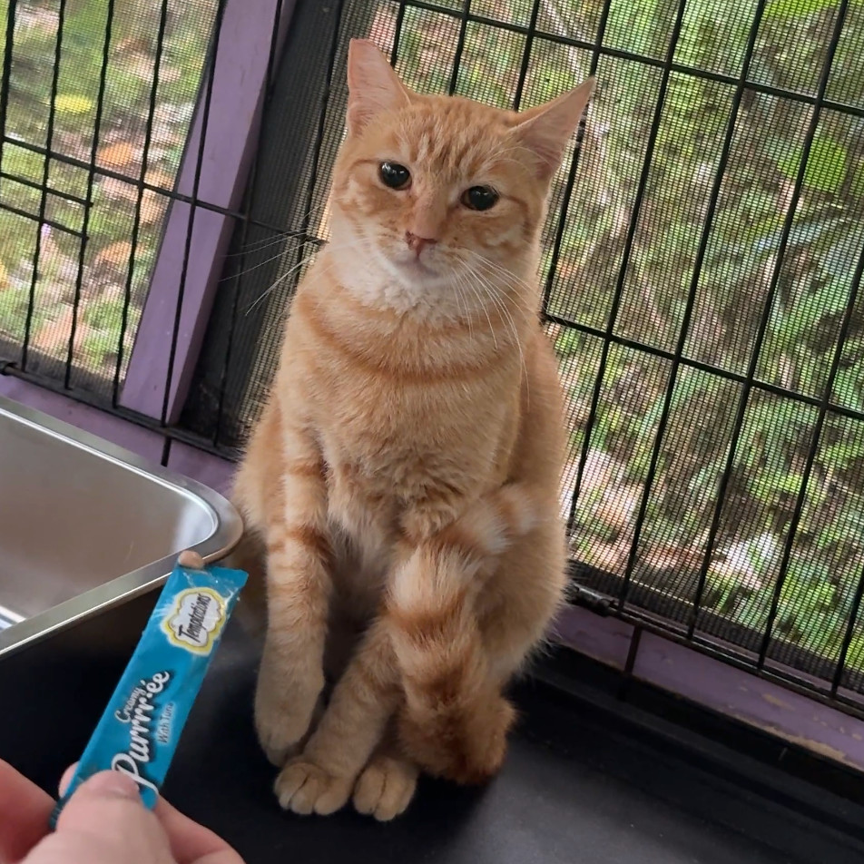 Newbie 8 - Help Us Name This Newbie, an adoptable Domestic Short Hair in Pahoa, HI, 96778 | Photo Image 2