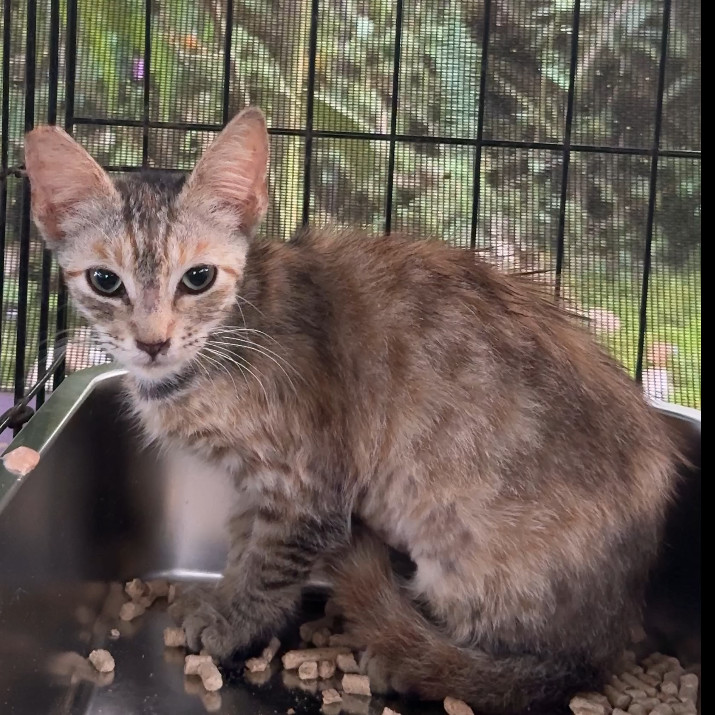 Newbie 9 Help Us Name This Newbie!, an adoptable Domestic Short Hair in Pahoa, HI, 96778 | Photo Image 1