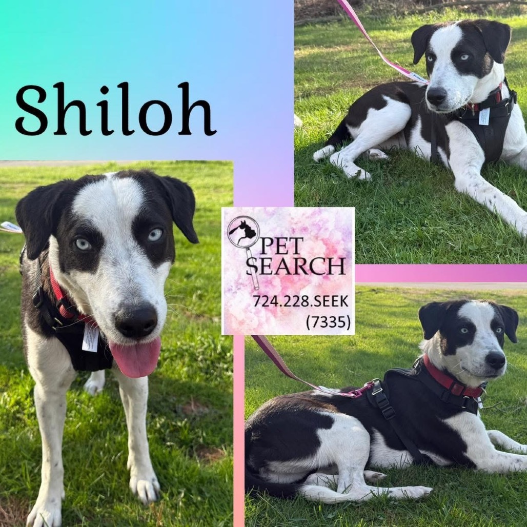Shilo