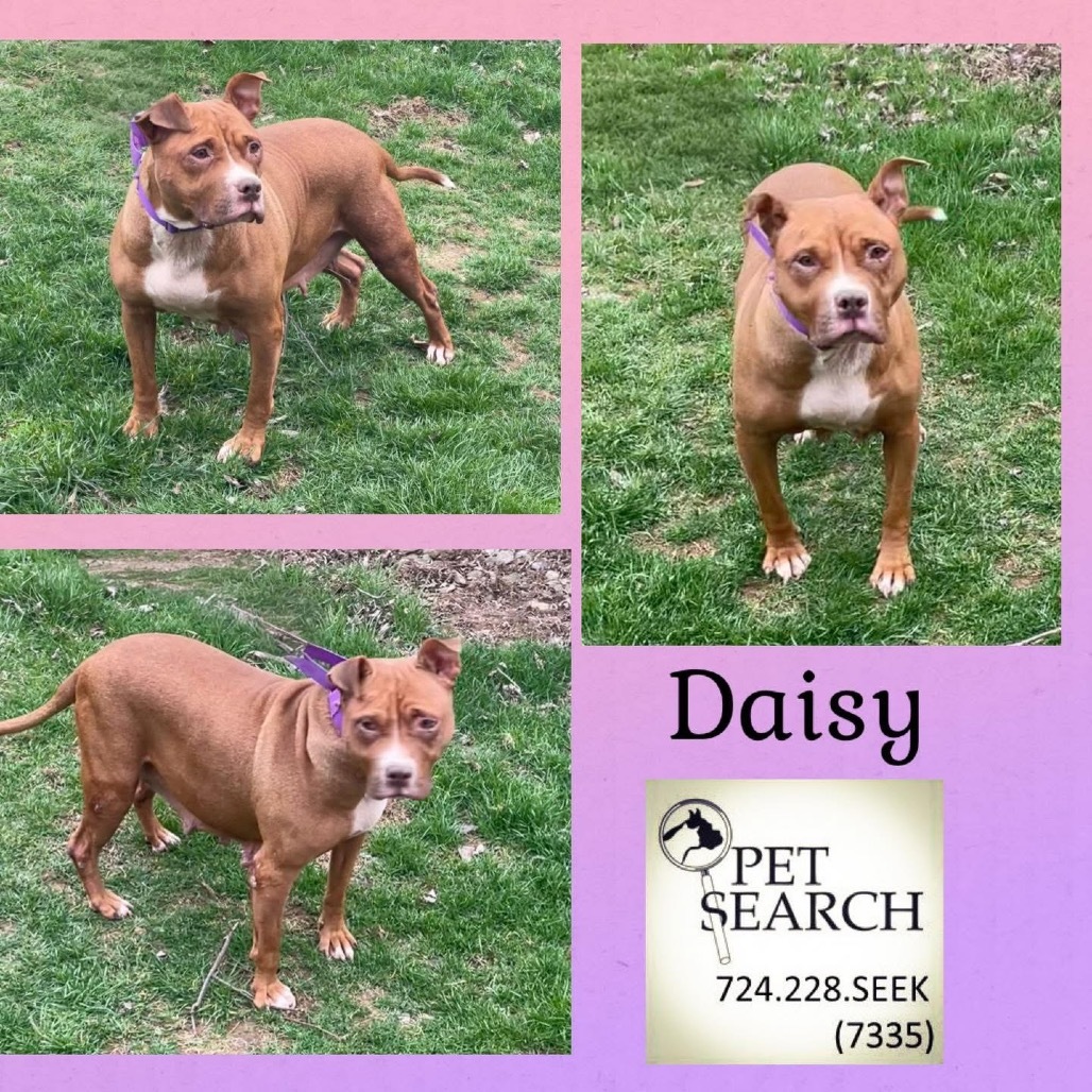 Daisy