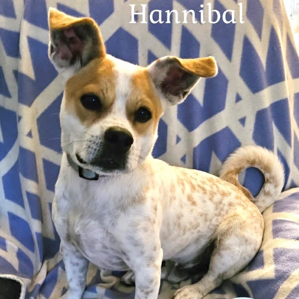 Hannibal
