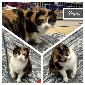 Prue, Adult Female Domestic Short Hair