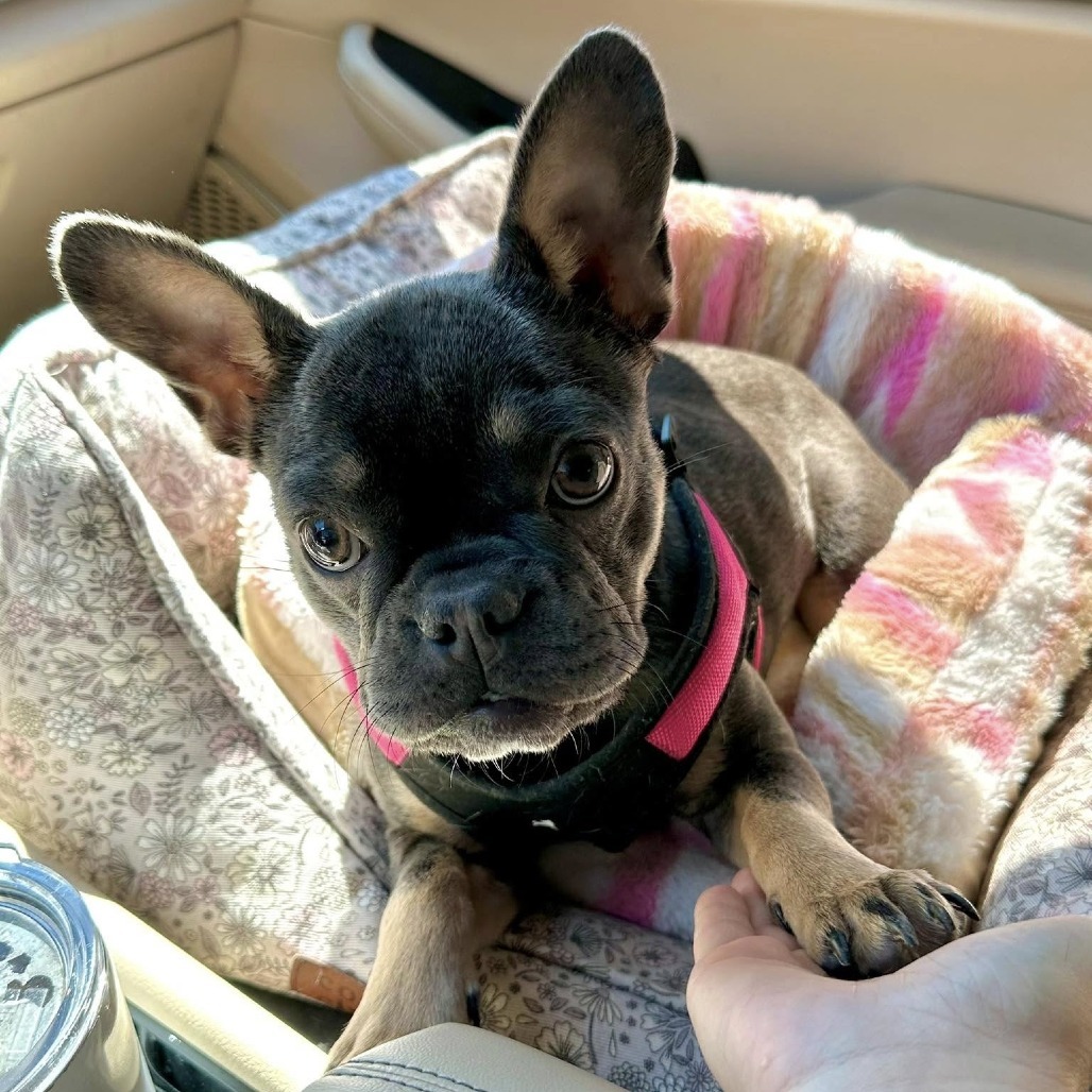 Coco