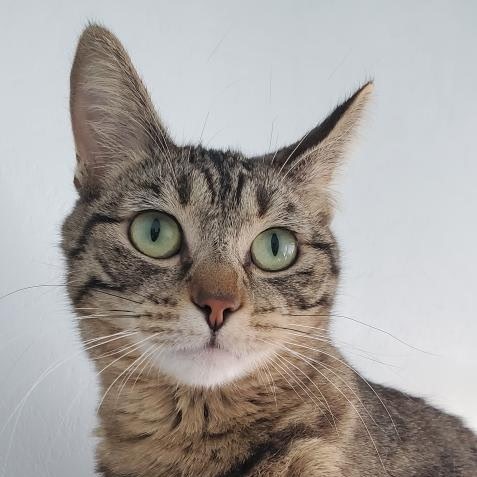 Willow