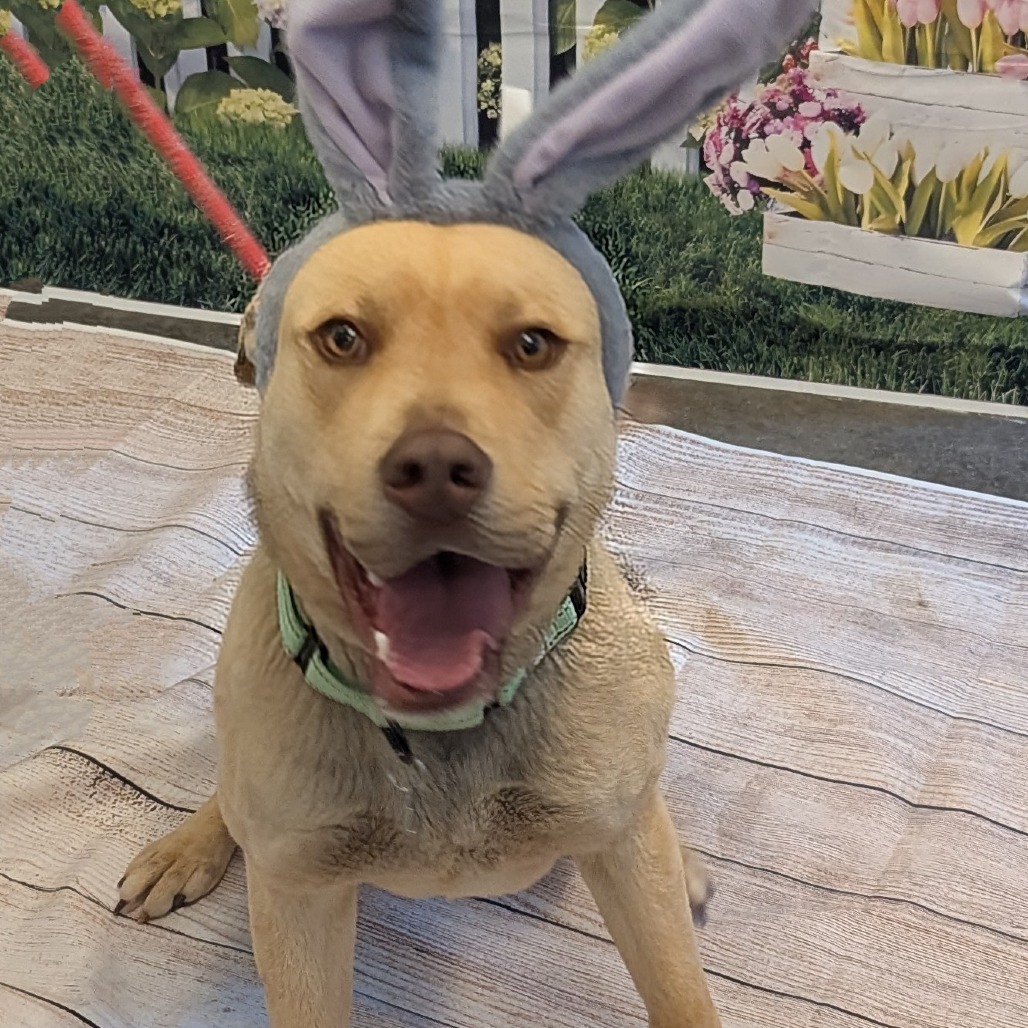 Hercules, an adoptable Yellow Labrador Retriever, Mixed Breed in Show Low, AZ, 85901 | Photo Image 1