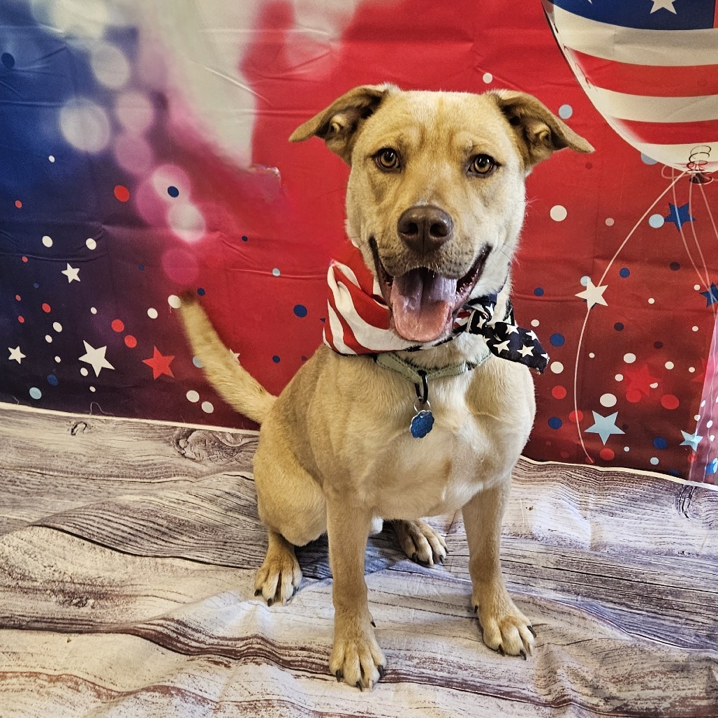 Hercules, an adoptable Yellow Labrador Retriever, Mixed Breed in Show Low, AZ, 85901 | Photo Image 1