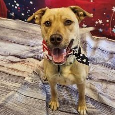 Hercules, an adoptable Yellow Labrador Retriever, Mixed Breed in Show Low, AZ, 85901 | Photo Image 3