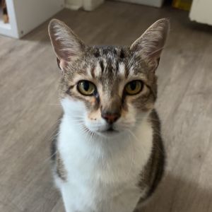 Missy Domestic Short Hair Cat