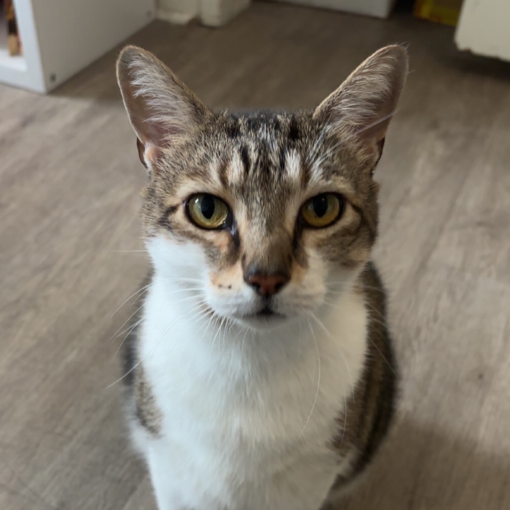 Missy, an adoptable Domestic Short Hair in Santa Barbara, CA, 93111 | Photo Image 1
