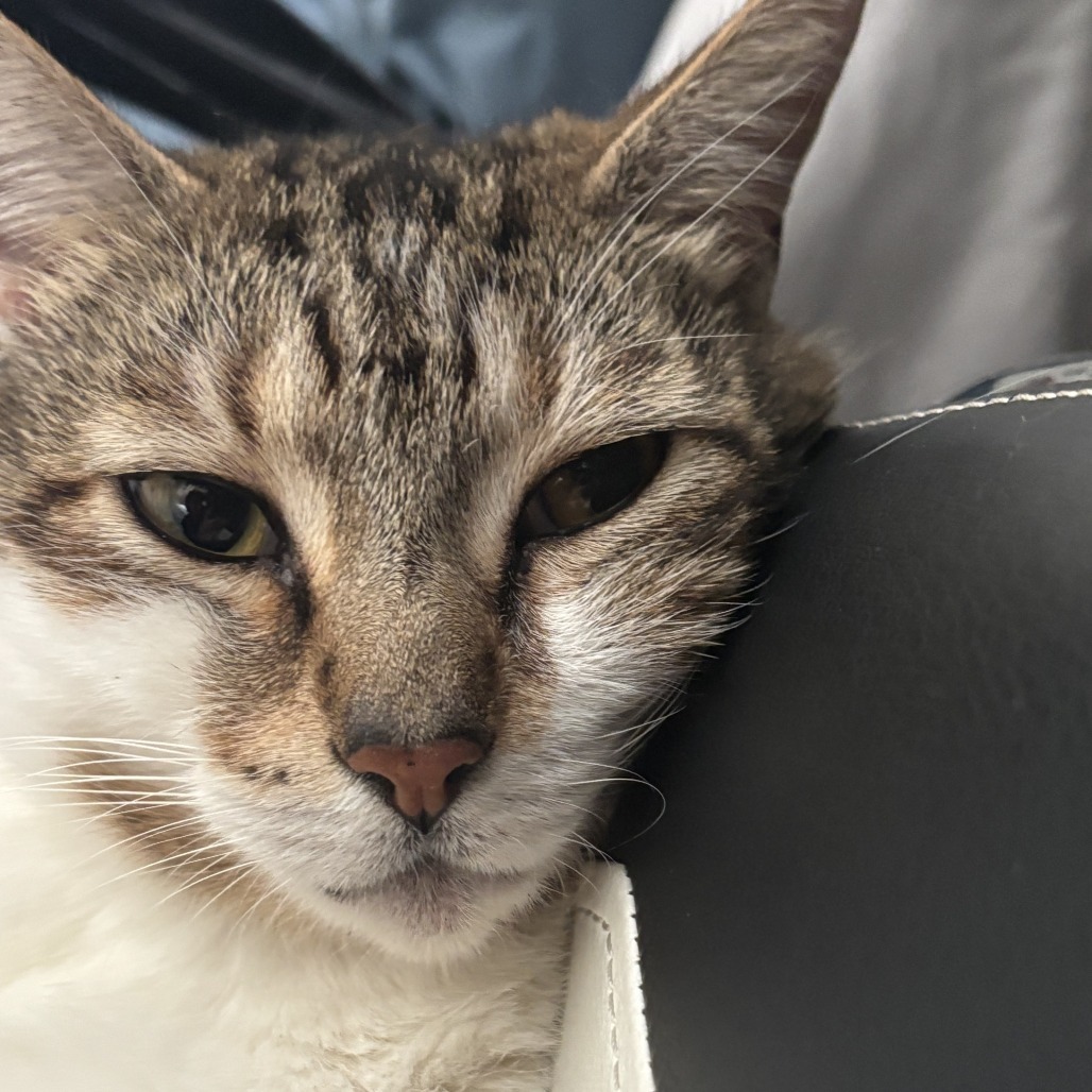 Missy, an adoptable Domestic Short Hair in Santa Barbara, CA, 93111 | Photo Image 2