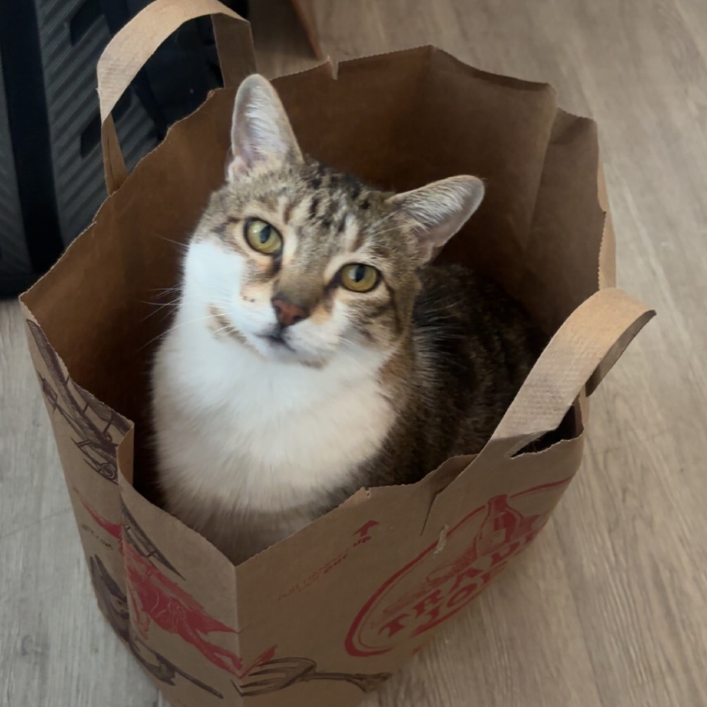 Missy, an adoptable Domestic Short Hair in Santa Barbara, CA, 93111 | Photo Image 3