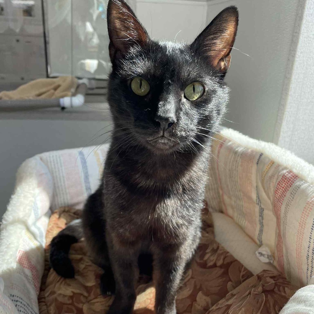 BlackJack, an adoptable Domestic Short Hair in St. Helena, CA, 94574 | Photo Image 1