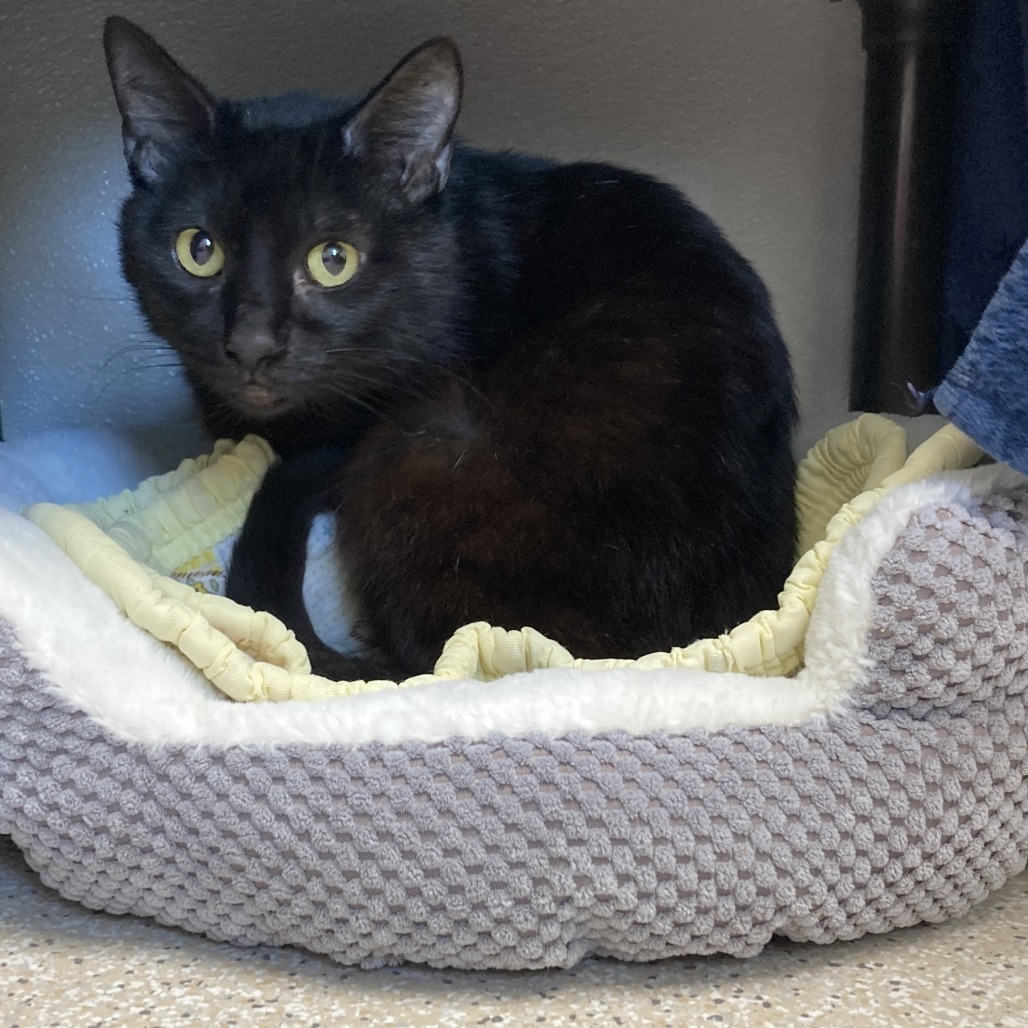 BlackJack, an adoptable Domestic Short Hair in St. Helena, CA, 94574 | Photo Image 2