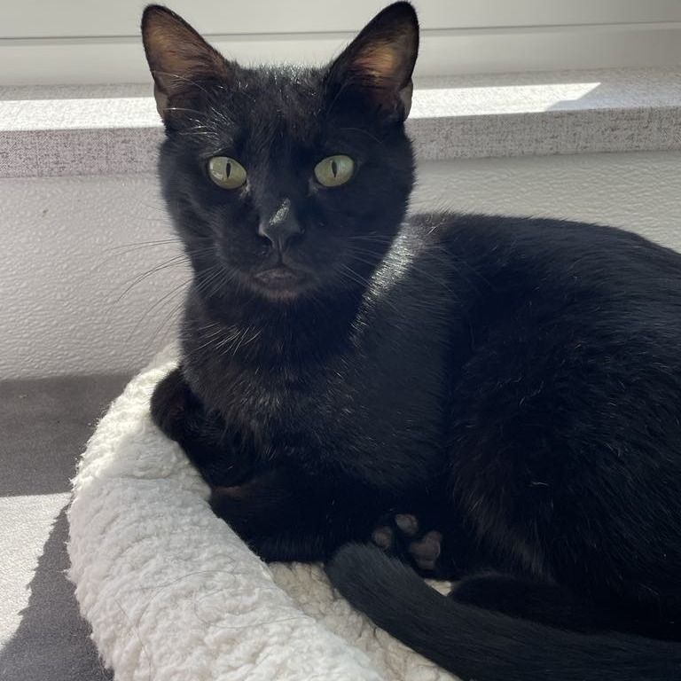 BlackJack, an adoptable Domestic Short Hair in St. Helena, CA, 94574 | Photo Image 3