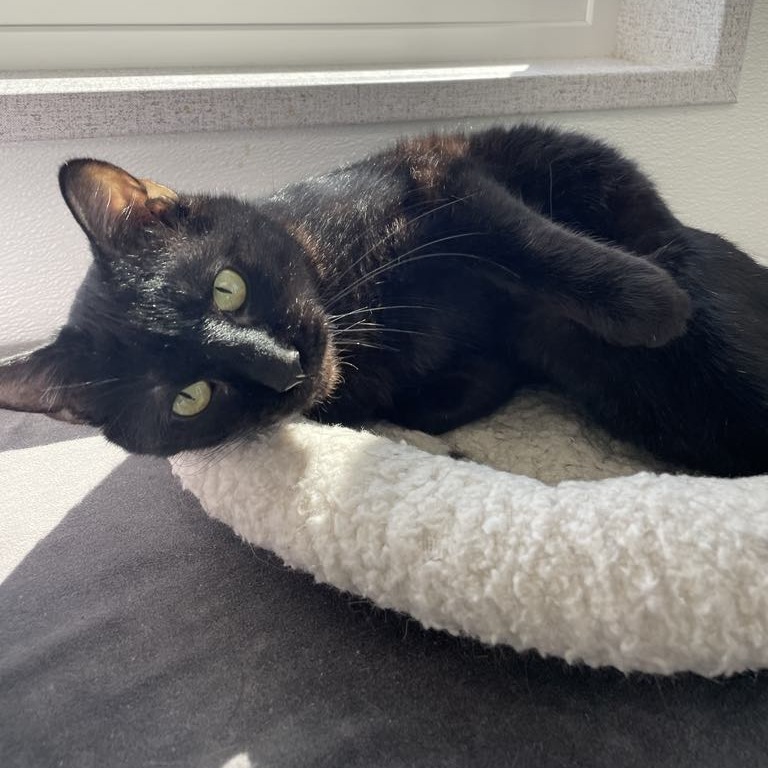 BlackJack, an adoptable Domestic Short Hair in St. Helena, CA, 94574 | Photo Image 4