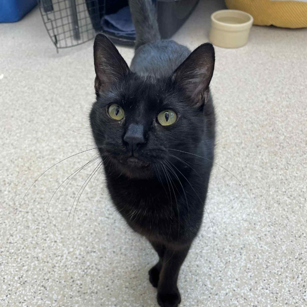 BlackJack, an adoptable Domestic Short Hair in St. Helena, CA, 94574 | Photo Image 5