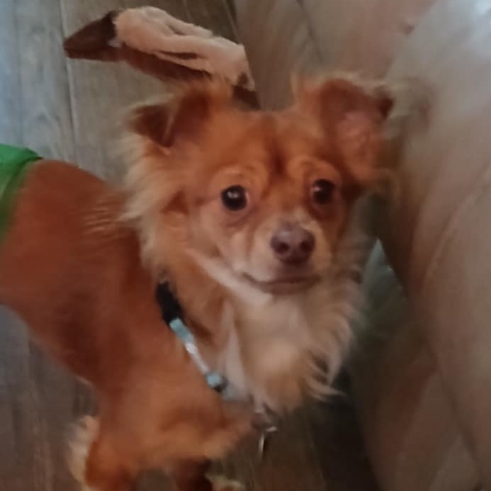 Chester