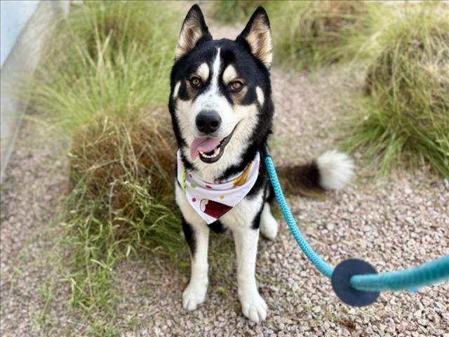 BALTO