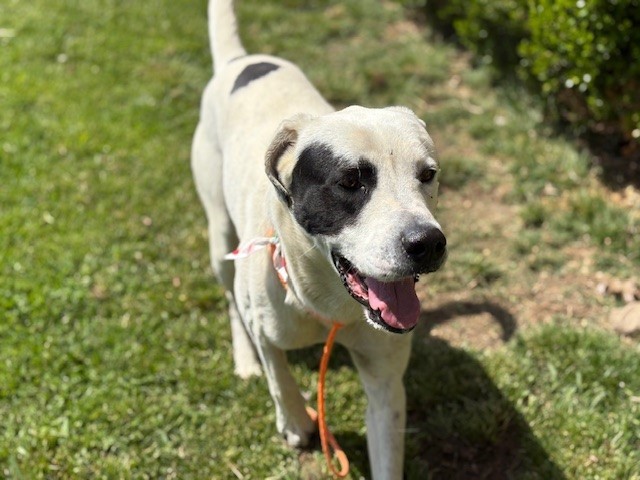 DIZZY, an adoptable Akbash, Mixed Breed in Tulsa, OK, 74115 | Photo Image 1