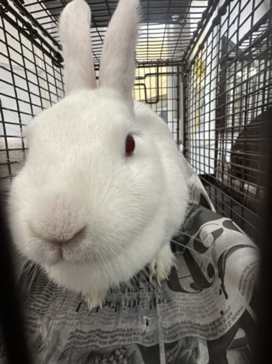 MARSHMELLOW