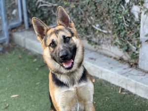 DUTTON German Shepherd Dog Dog