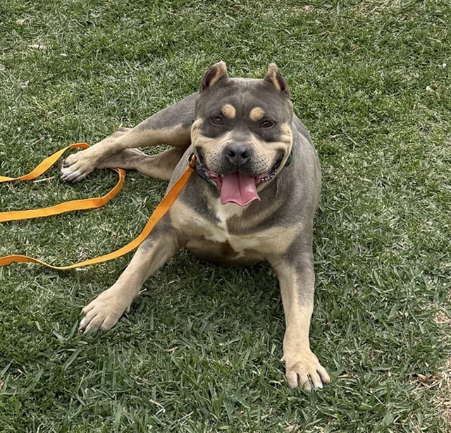Dog