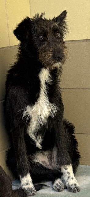 Dog
