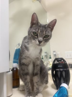 Willyona, Adult Female Domestic Short Hair