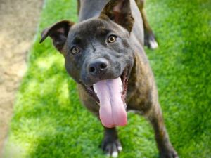 Hi Im Bunsa 7-month-old brindle Dutch Shepherd type pup weighing 34 pounds I came to the shelter a