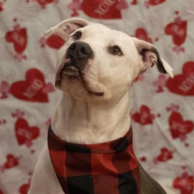 ZEUS