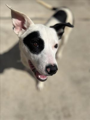 Shortie is a smart sweet young pup who is now thriving in her foster home Shes already learned com