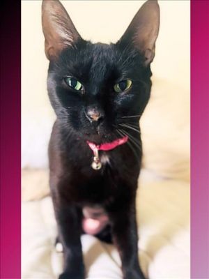 Meet Kitty the ultimate low-maintenance sweetheart Calm quiet and full of love Kitty adores gent