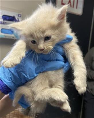 ED- IN FOSTER
