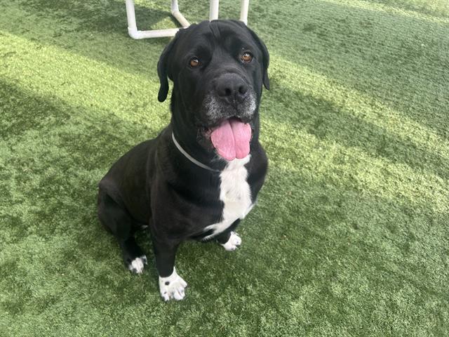 BRUNO