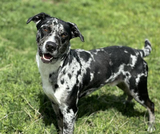 DOMINO