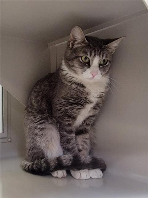 WHISPERS, an adoptable Domestic Short Hair in Las Vegas, NV, 89101 | Photo Image 1
