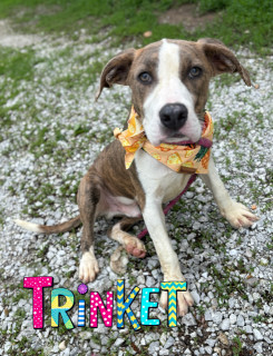 Trinket 32356