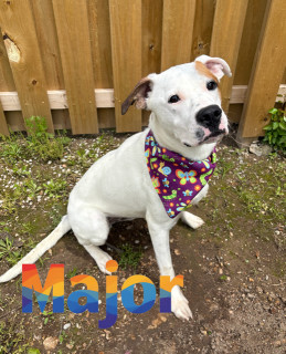 Major 125006