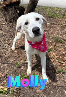 Molly 32440