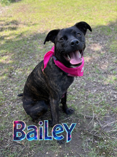 Bailey 124803