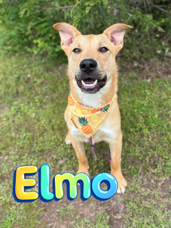 Elmo 125001