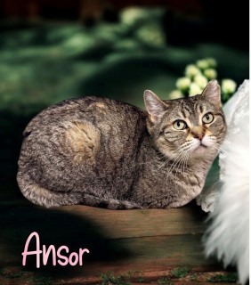 Ansor 124505