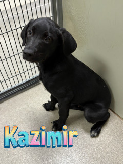 Kazimir 124249