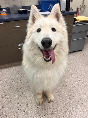 KONA