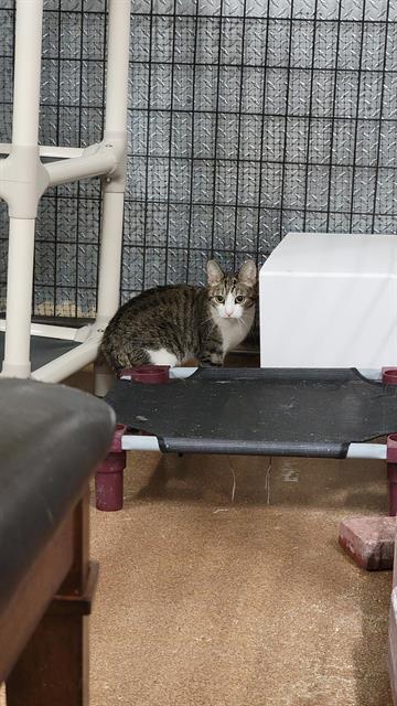 DESIRE, an adoptable Domestic Short Hair in Casper, WY, 82601 | Photo Image 1