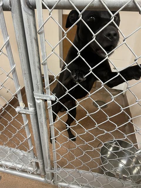 BRIGGS, an adoptable Labrador Retriever in Casper, WY, 82601 | Photo Image 1